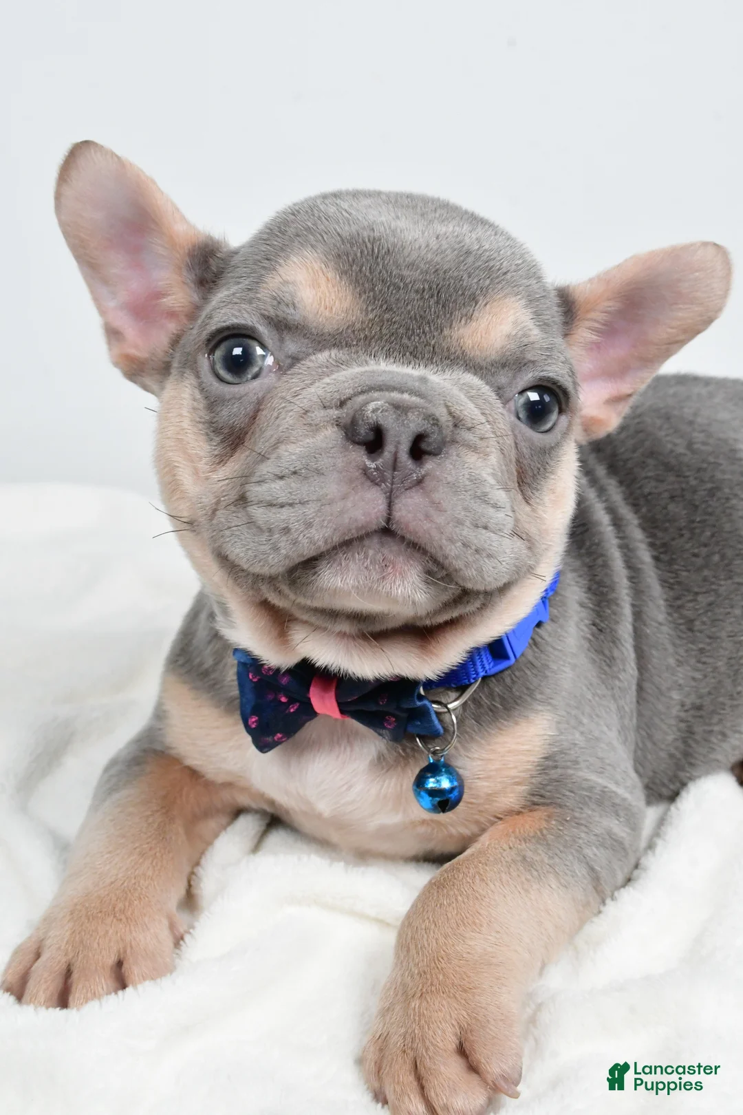 French Bulldog dogs for sale: Checkers - Ad 5