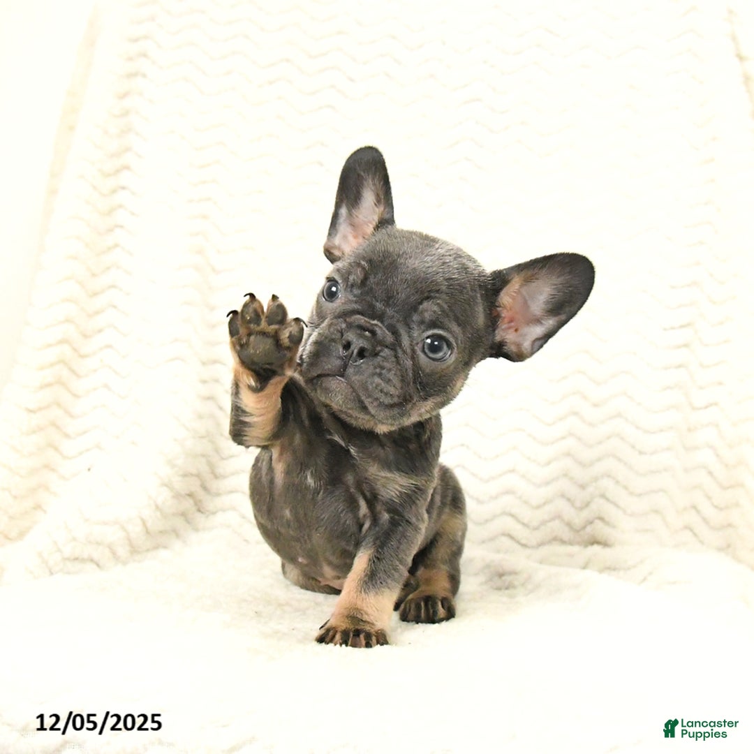 French Bulldog dogs for sale: Blossom - Ad 2