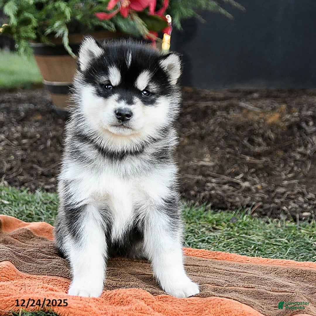 Alaskan Malamute dogs for sale: Josie - Ad 1