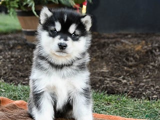 Alaskan Malamute dogs Josie - Ad 3