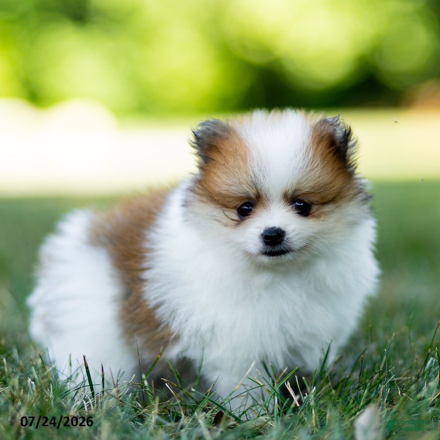Pomeranian dogs Billy - Ad 2