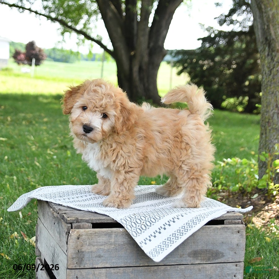 Bichpoo dogs Jimbo - Ad 2