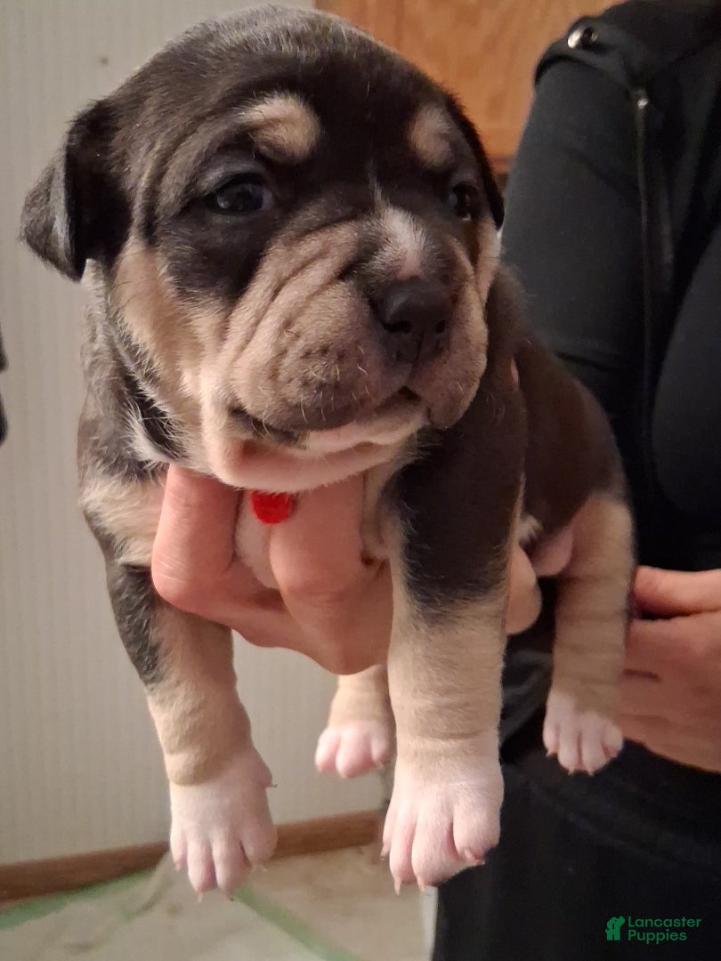 American Bully dogs American Bully Puppy 5 - Ad 2