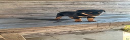 Rottweiler dogs for sale: Coco  - Ad 4
