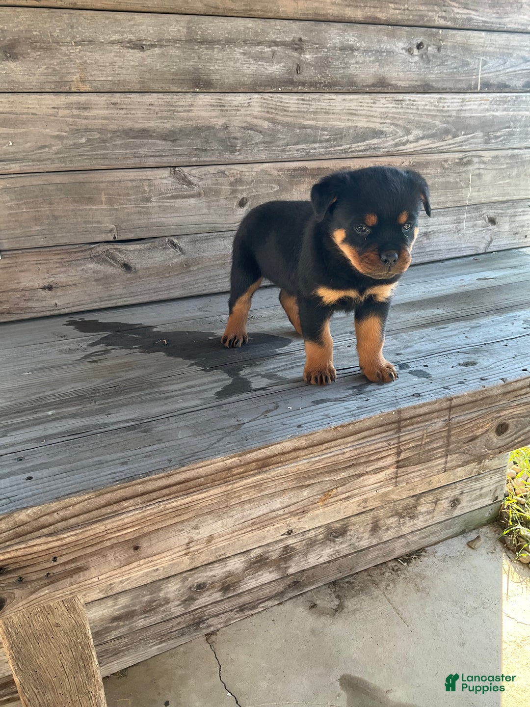 Rottweiler dogs for sale: Coco  - Ad 4