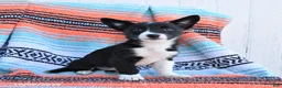 Mixed Breed dogs for sale: Daisy - Ad 1
