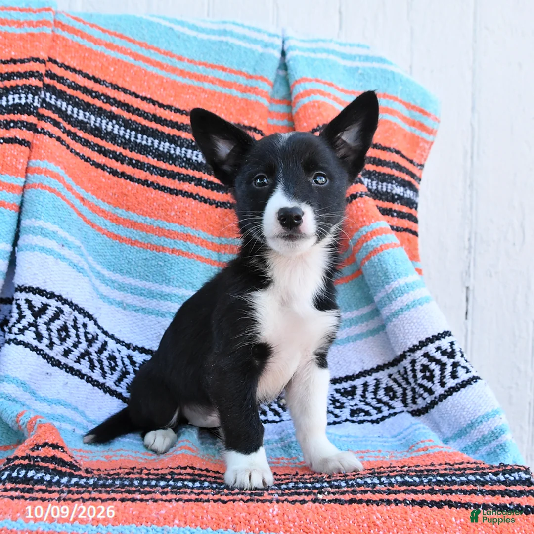 Mixed Breed dogs for sale: Daisy - Ad 1