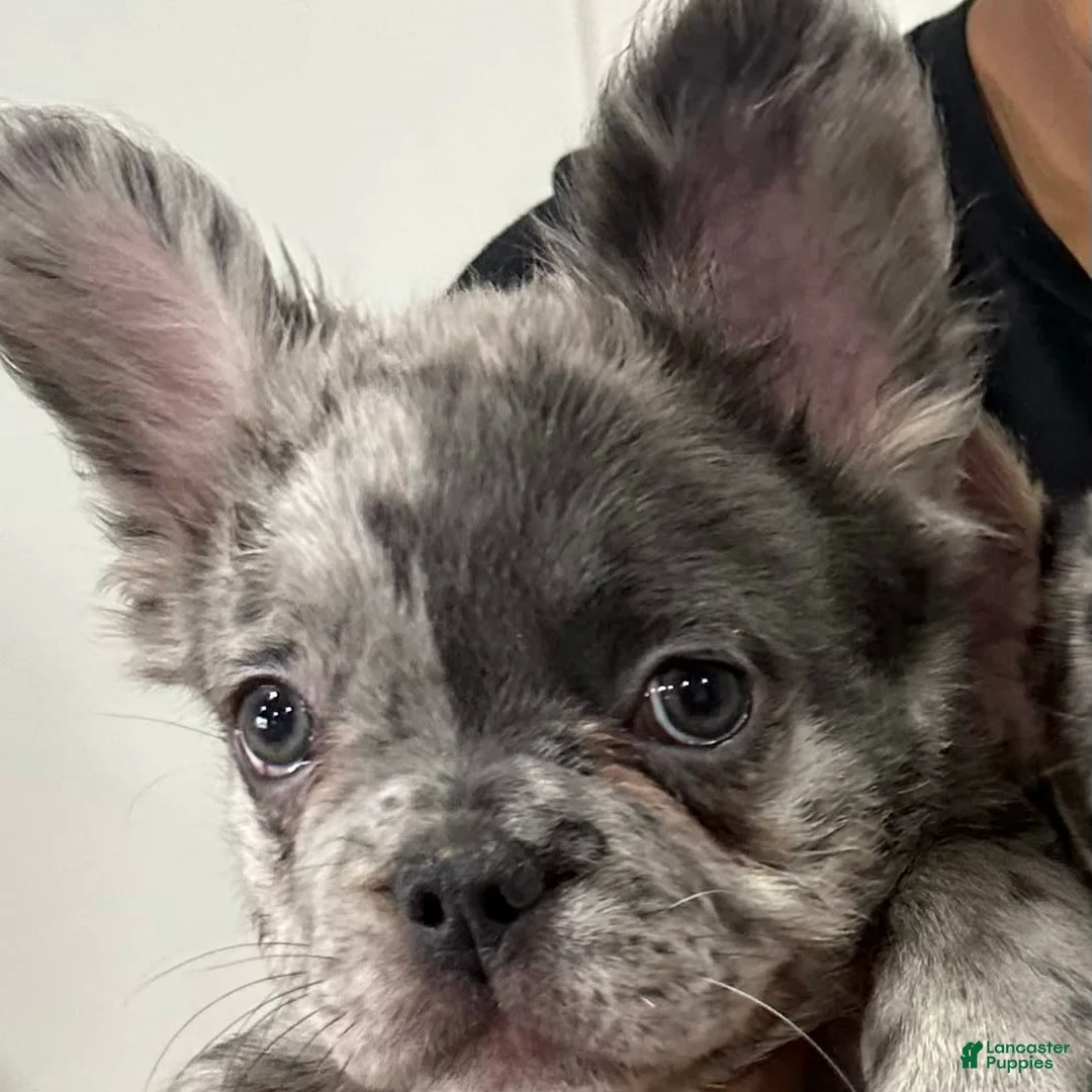 Gallery Image {{count}}