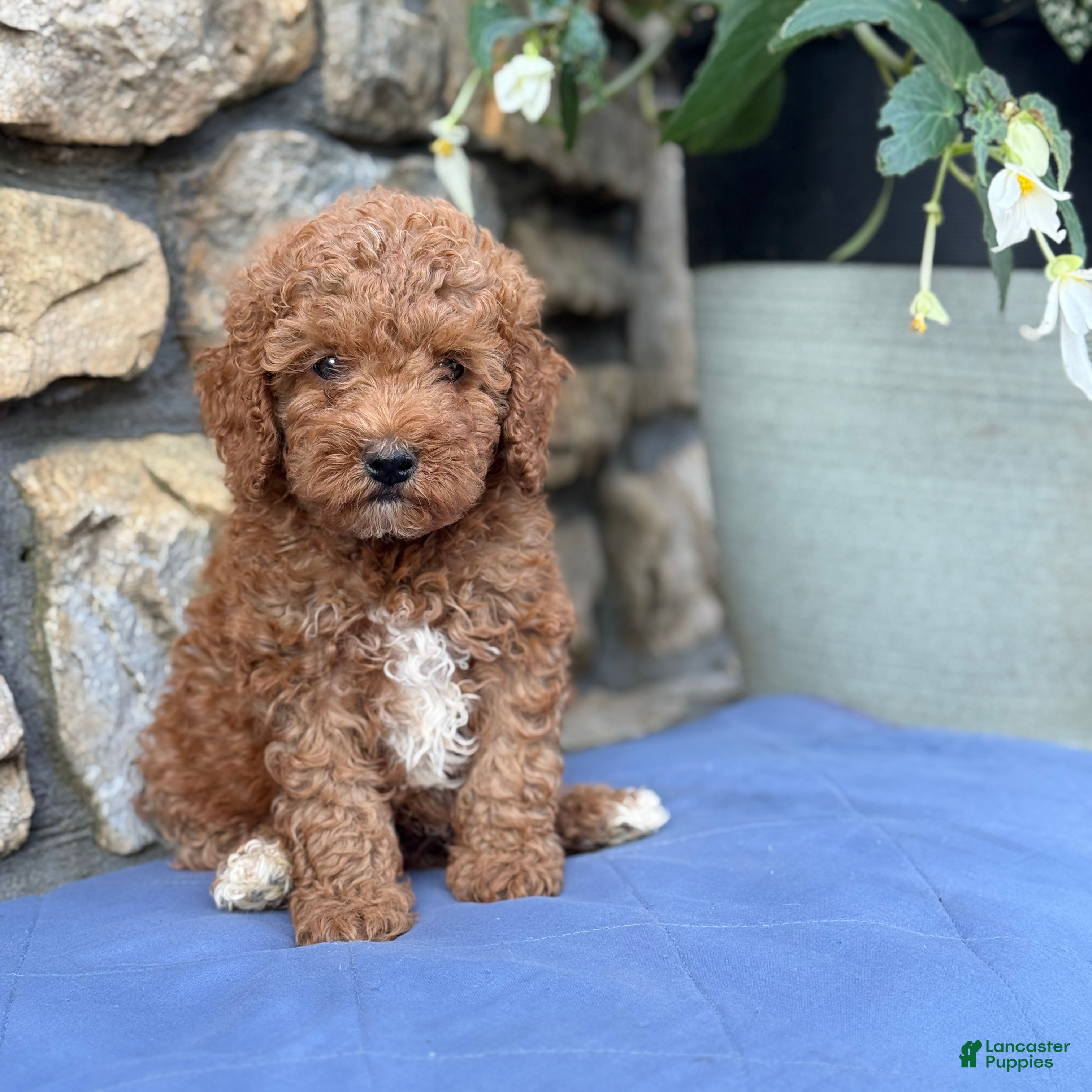 Miniature Poodle dogs Major - Ad 1