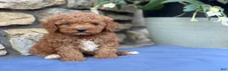 Miniature Poodle dogs for sale: Major - Ad 1