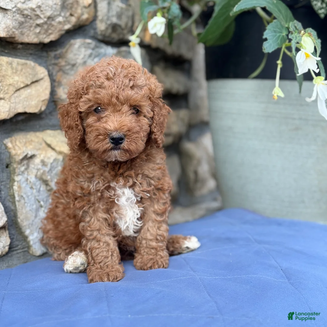 Miniature Poodle dogs for sale: Major - Ad 1