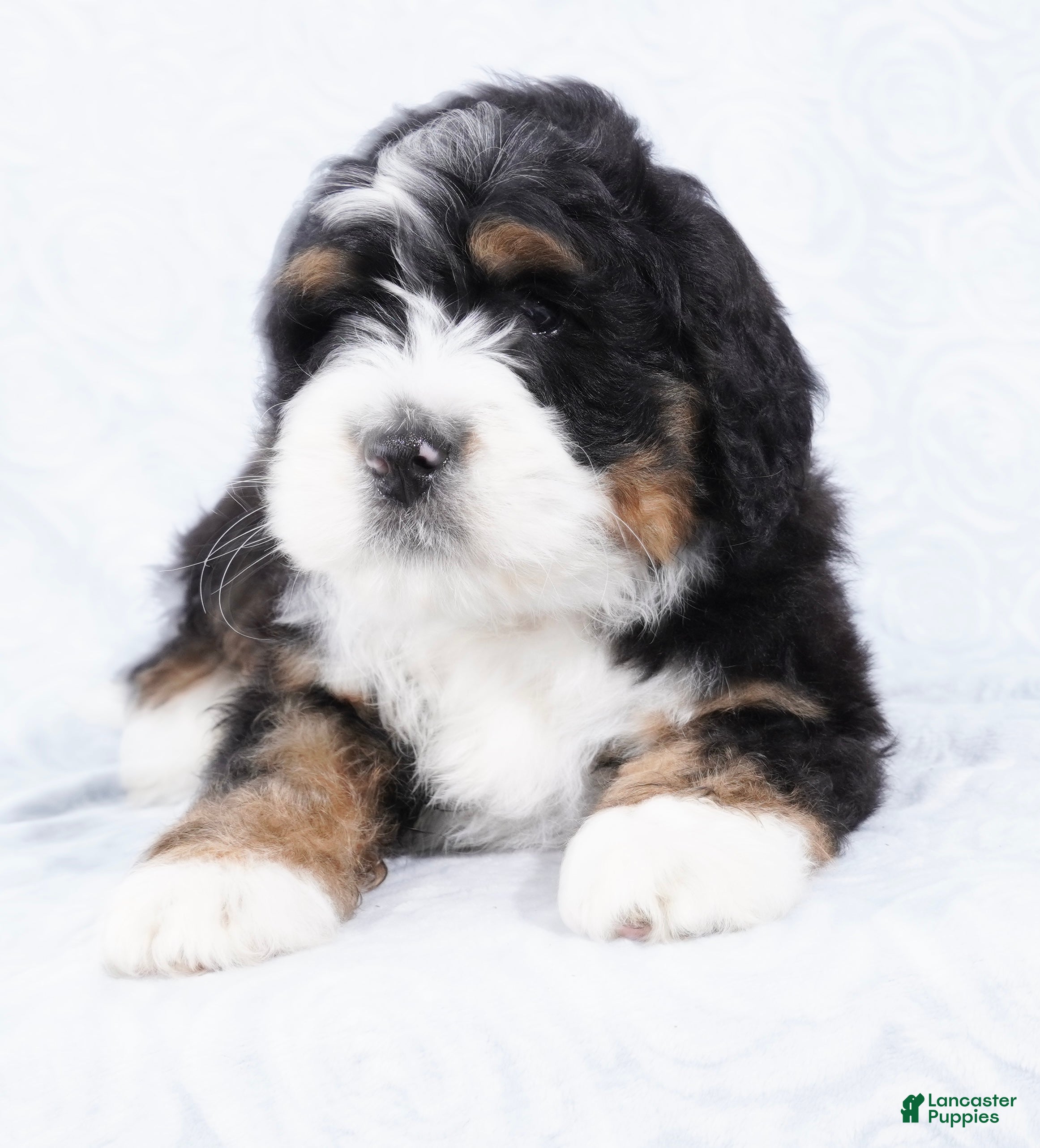 Mini Bernedoodle dogs Benji - Ad 3