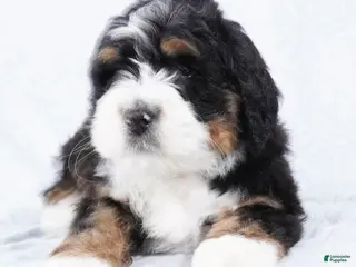 Mini Bernedoodle dogs Benji - Ad 4