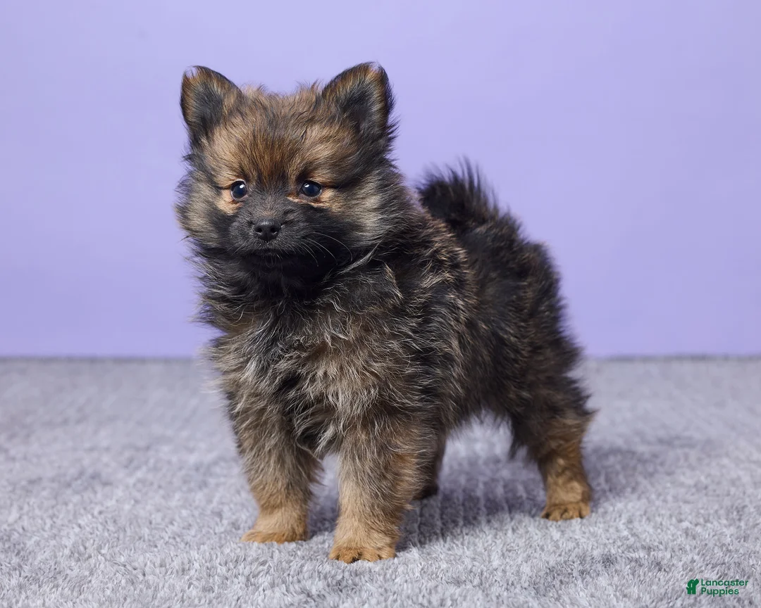 Pomeranian dogs for sale: Joey - Ad 5