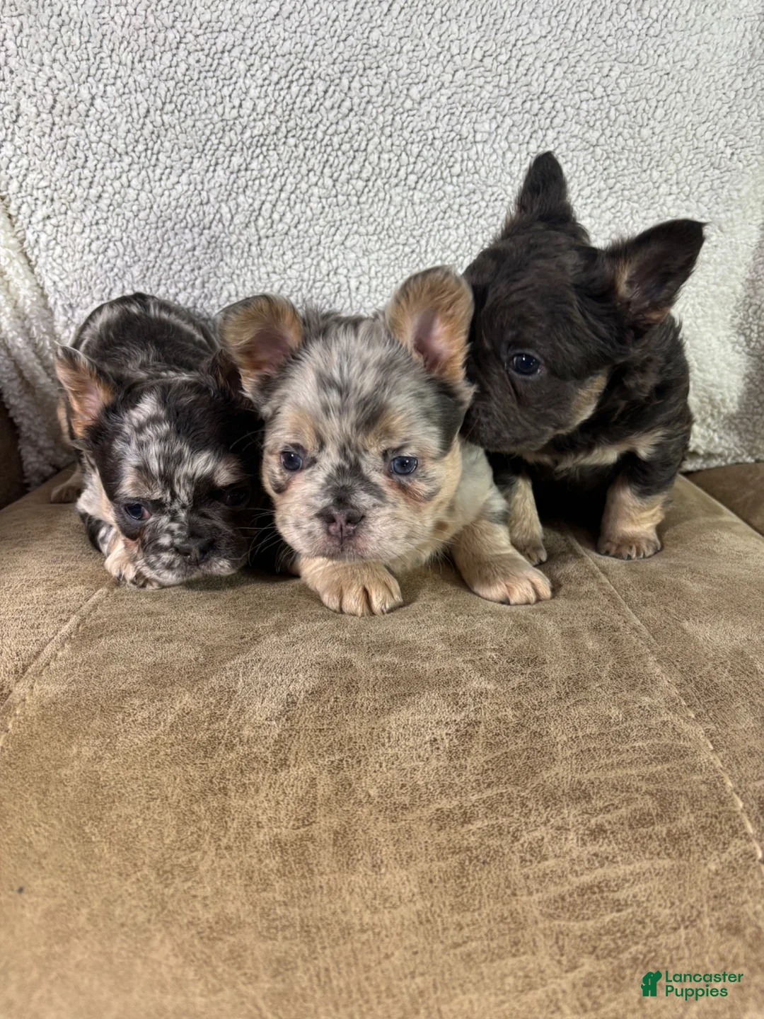 French Bulldog dogs for sale: Hazel - Ad 5