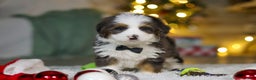 Mini Bernedoodle dogs for sale: Travis - Ad 1