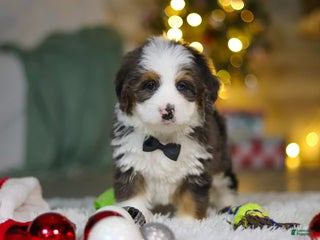Mini Bernedoodle dogs Travis - Ad 15