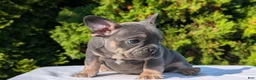 French Bulldog dogs for sale: Leo - Ad 3
