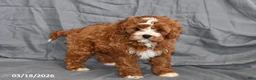 Cavapoo dogs for sale: Natalie - Ad 2