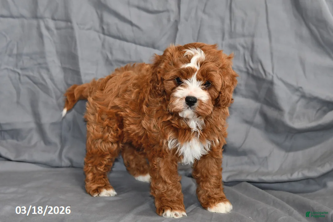 Cavapoo dogs for sale: Natalie - Ad 2