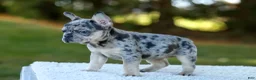 French Bulldog dogs for sale: Cookie - Blue Merle - Ad 5