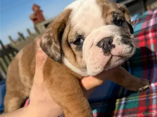 English Bulldog dogs Conner - Ad 22