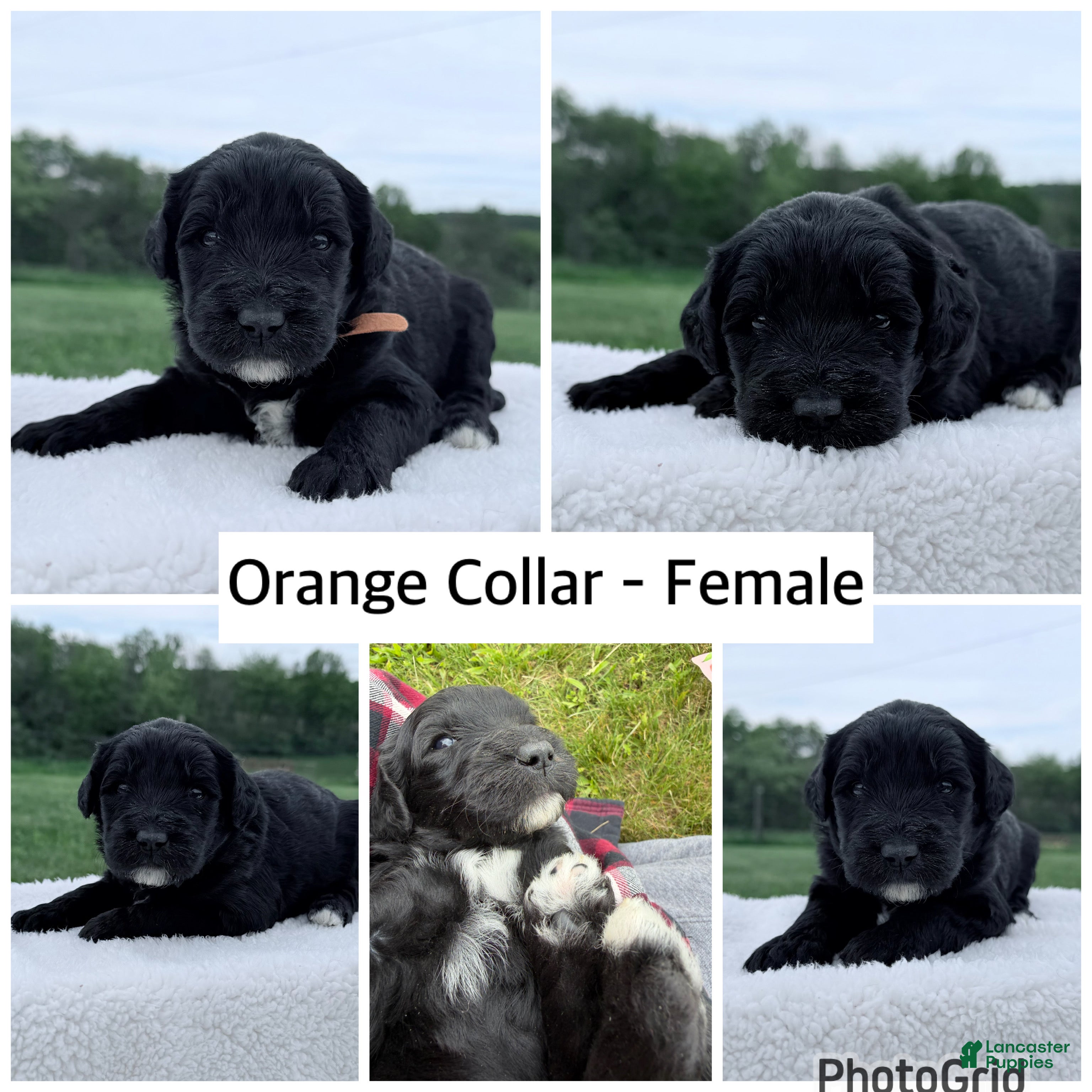 Goldendoodle dogs for sale: Goldendoodle Puppy - Orange Collar Female - Ad 2