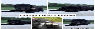 Goldendoodle Puppy - Orange Collar Female