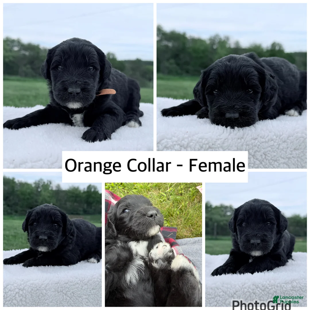 Goldendoodle dogs for sale: Goldendoodle Puppy - Orange Collar Female - Ad 1
