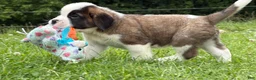 Saint Bernard dogs for sale: Boogie bear  - Ad 5