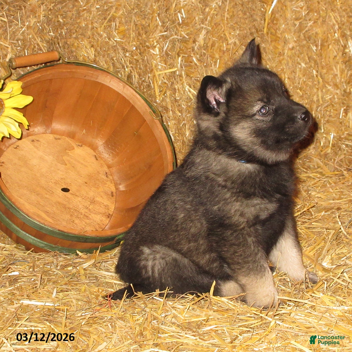 Norwegian Elkhound dogs Casper - Ad 2