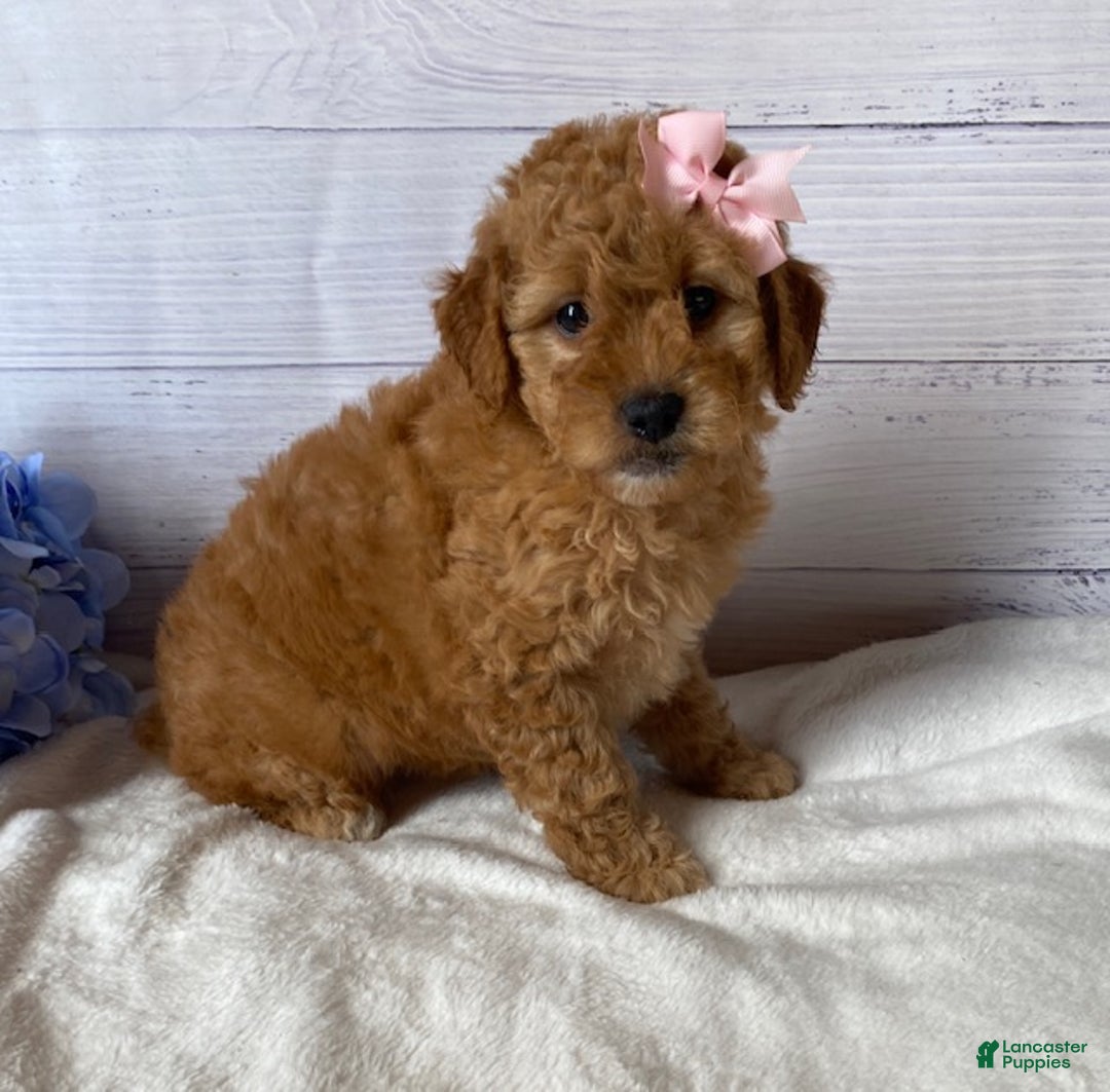 Mini Goldendoodle dogs for sale: Kassie - Ad 4