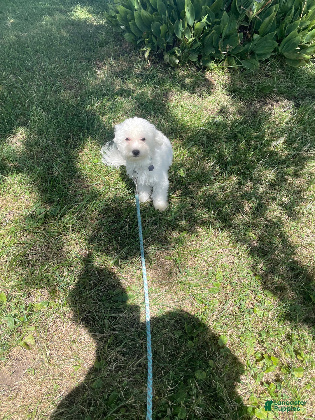 Coton De Tulear dogs for sale: Archer - Ad 6
