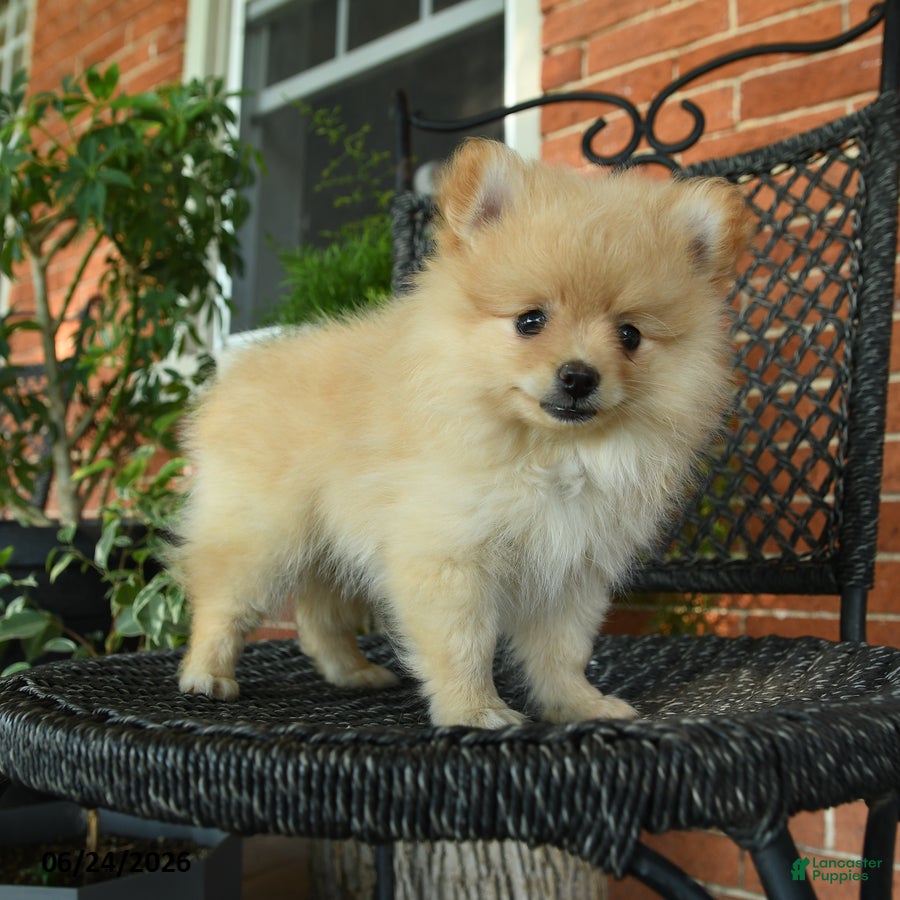 Pomeranian dogs Snowflake - Ad 2