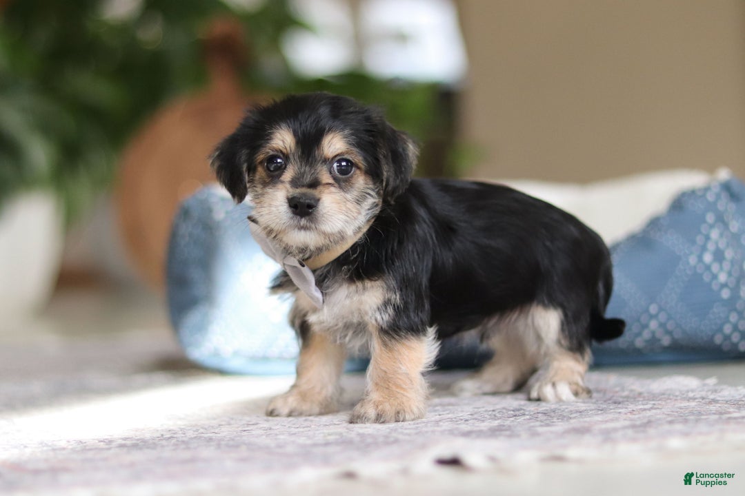 Morkie dogs for sale: Kai - Ad 10