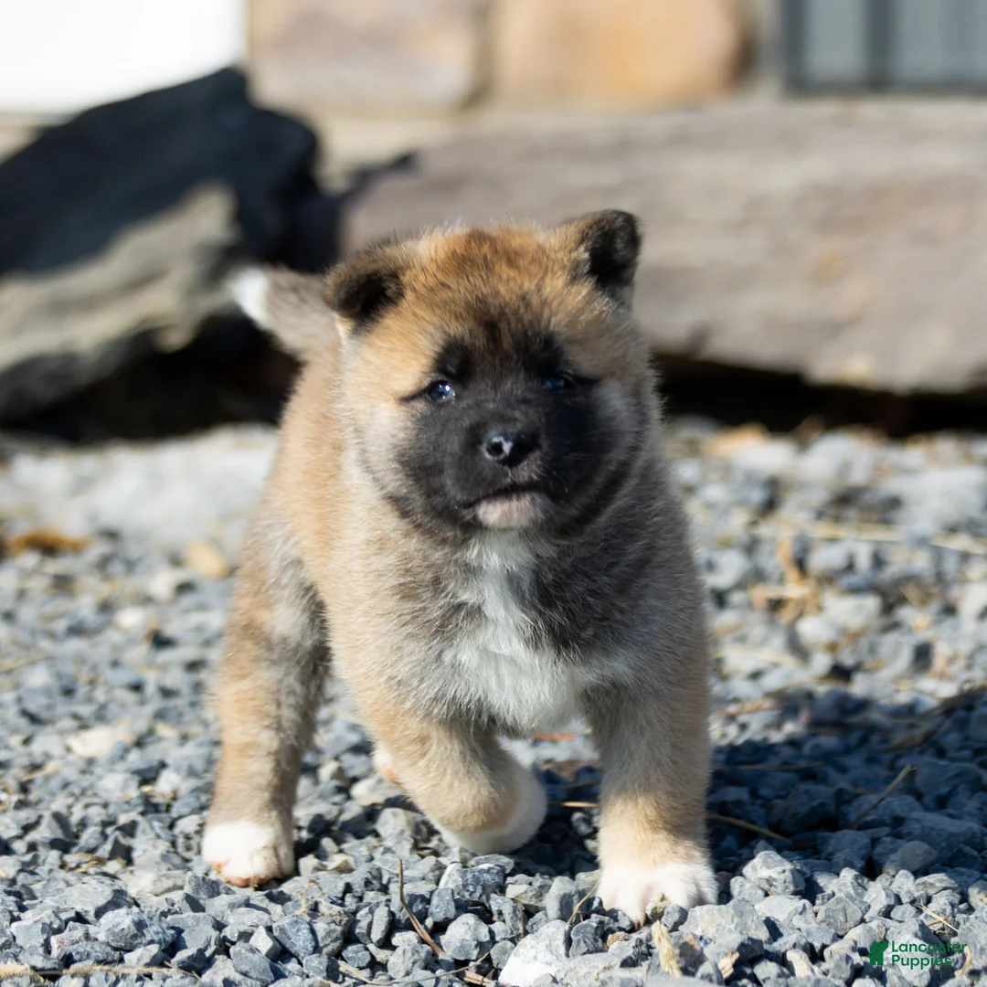 Akita dogs for sale: Farley Akita Puppy  - Ad 1