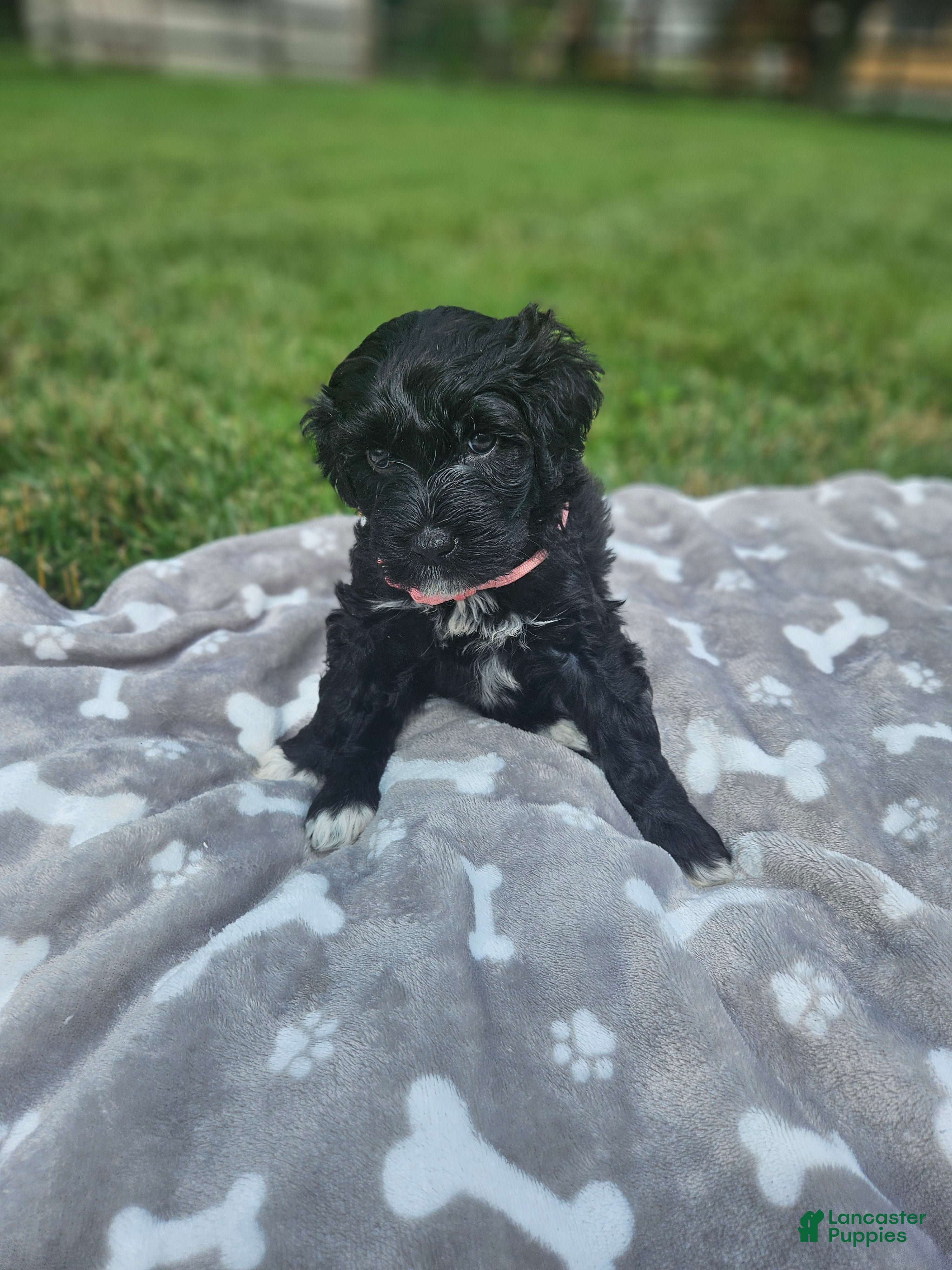 Portuguese Water Dog dogs Nera - Ad 34