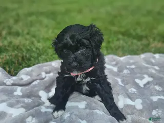 Portuguese Water Dog dogs Nera - Ad 34