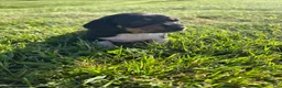 Dachshund dogs for sale: Jade - Ad 3