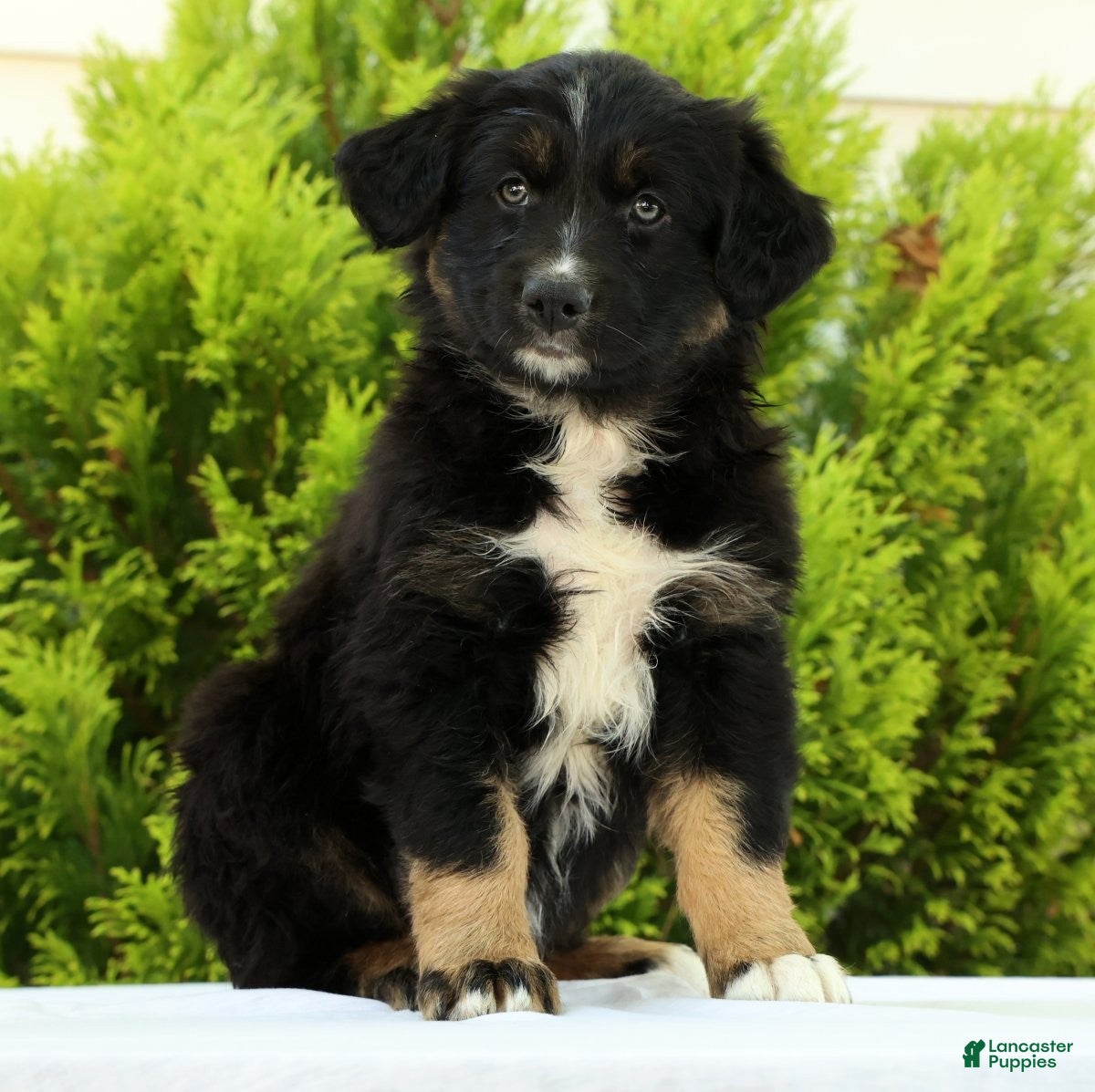 Australian Shepherd dogs for sale: Skyler - Ad 1