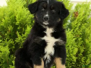 Australian Shepherd dogs for sale: Skyler - Ad 3