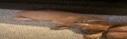 Rhodesian Ridgeback dogs for sale: Rhodesian Ridgeback 1 - Ad 4