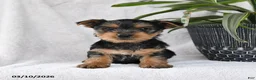 Yorkshire Terrier dogs for sale: Peaches - Ad 3