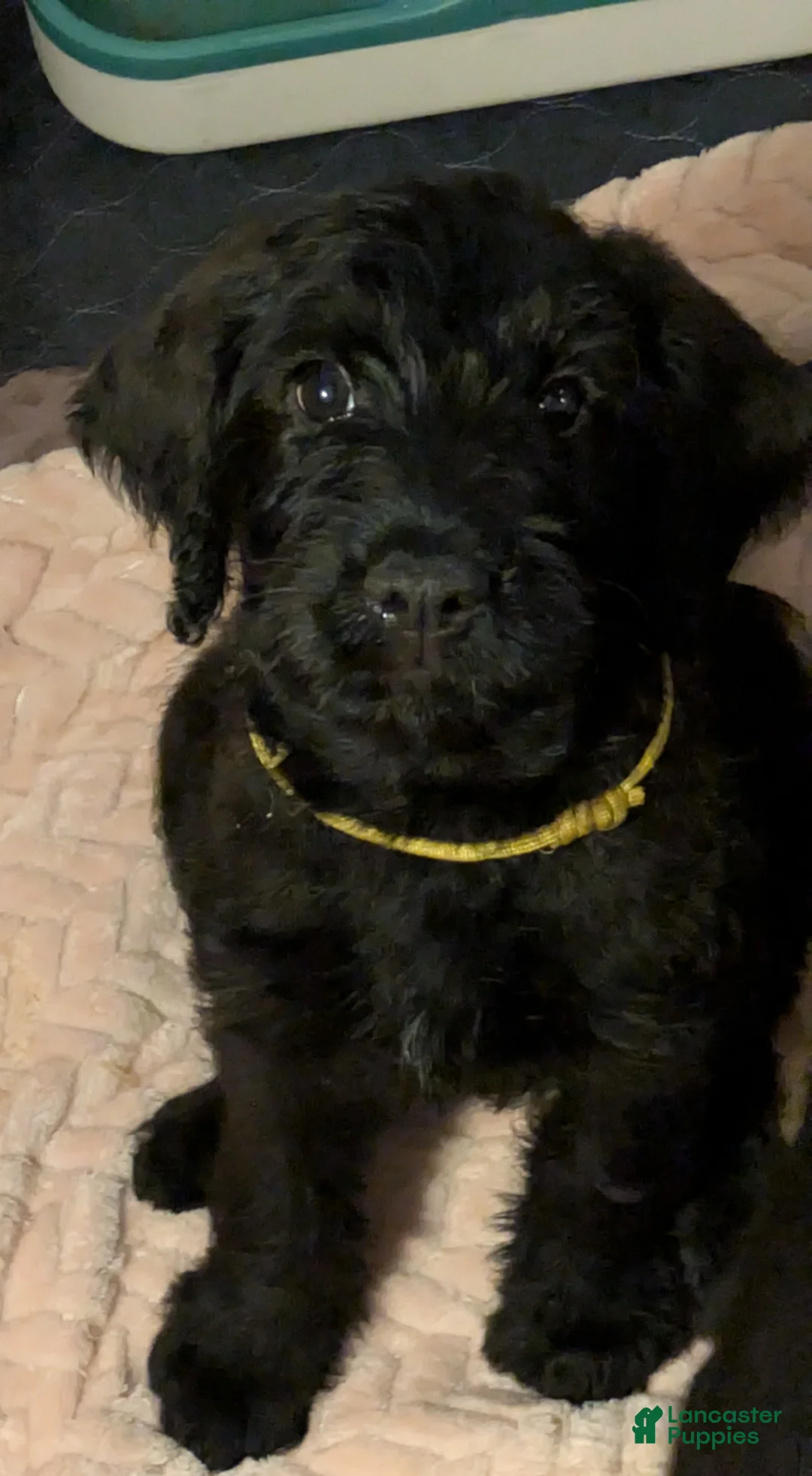 Mixed Breed dogs for sale: Sunshine - Ad 2