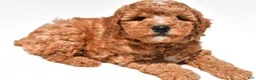 Mini Goldendoodle dogs for sale: Easton  - Ad 7