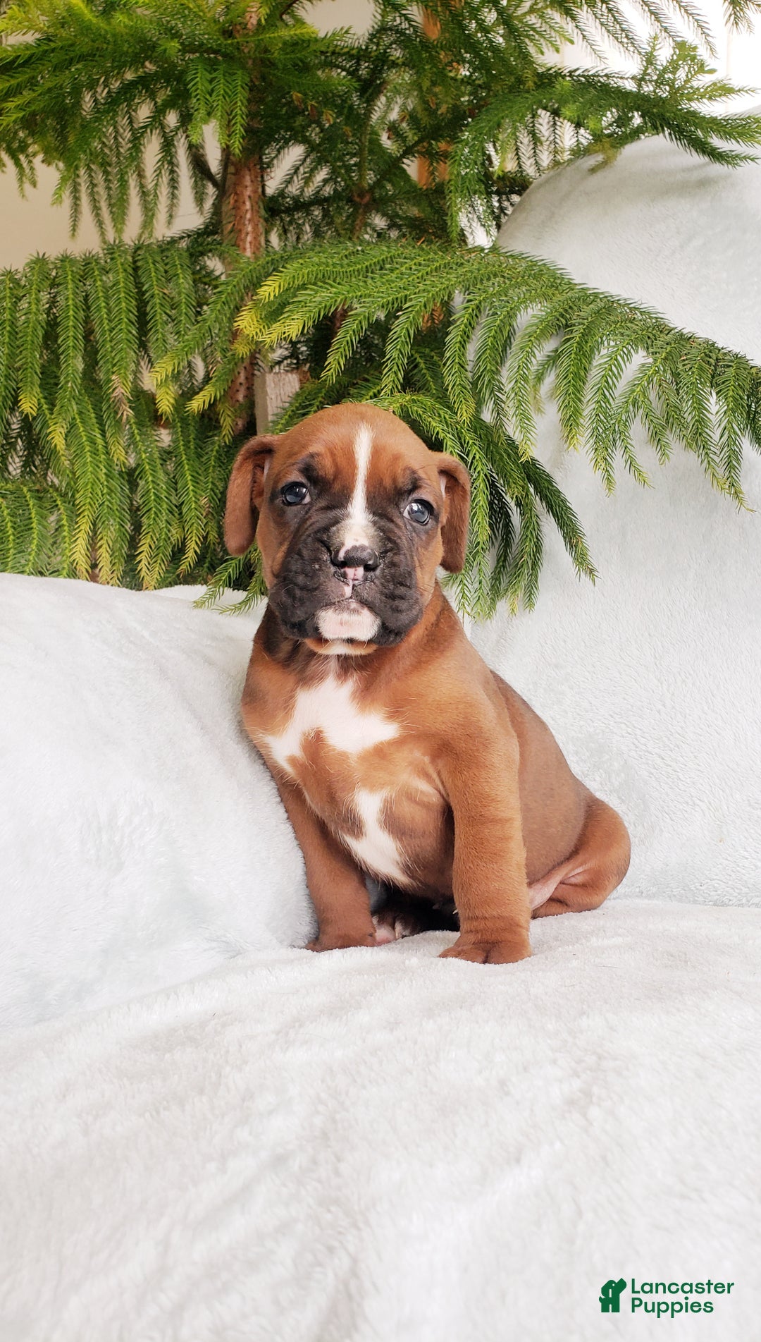 Boxer dogs for sale: Baxter - Ad 4