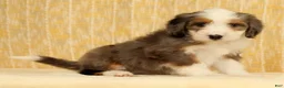 Mini Bernedoodle dogs for sale: Oakley - Ad 4