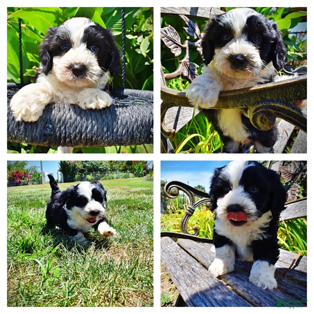 Havapoo dogs for sale: Inky - Ad 1