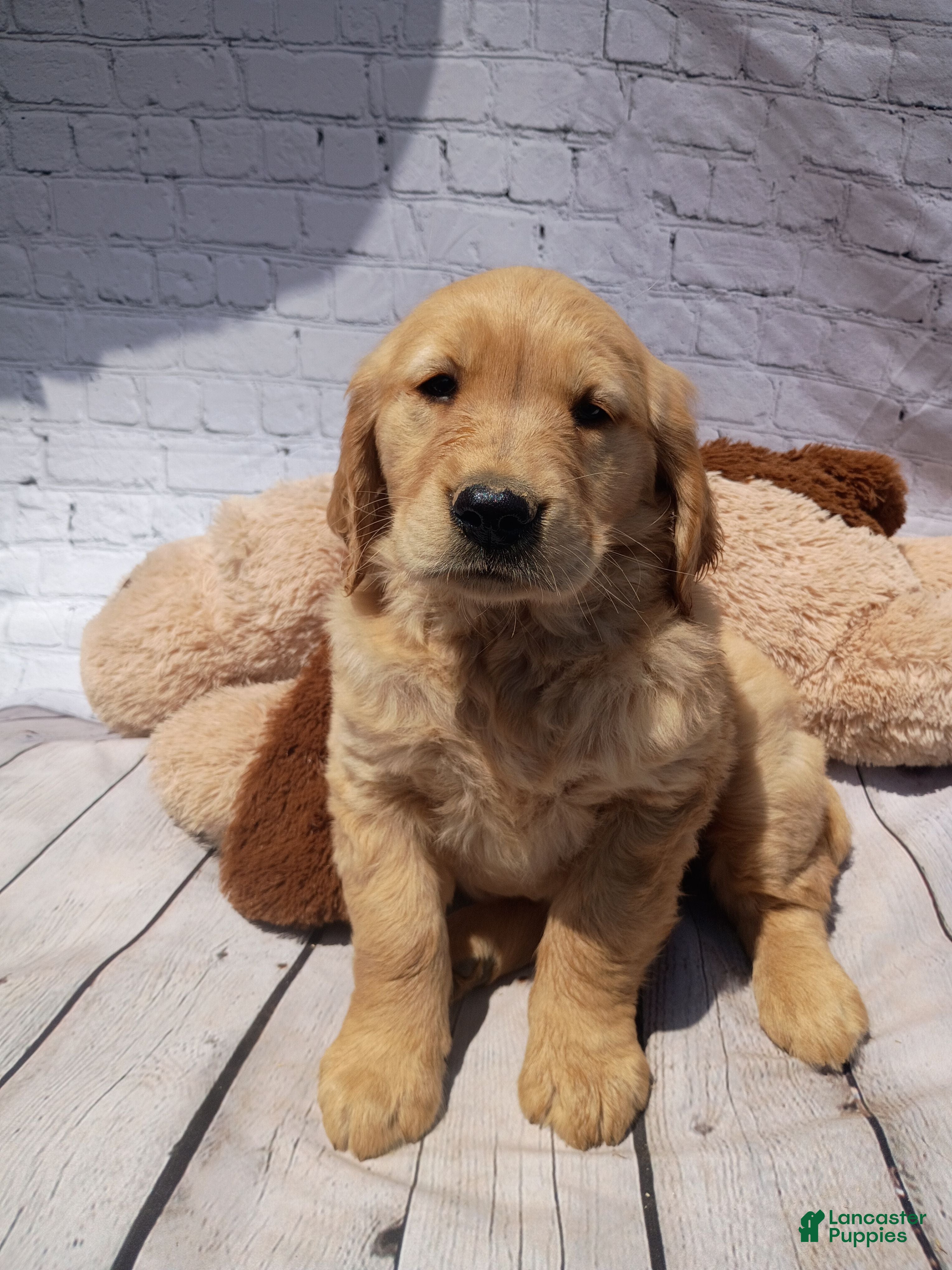 Golden Retriever dogs for sale: Lola - Ad 4