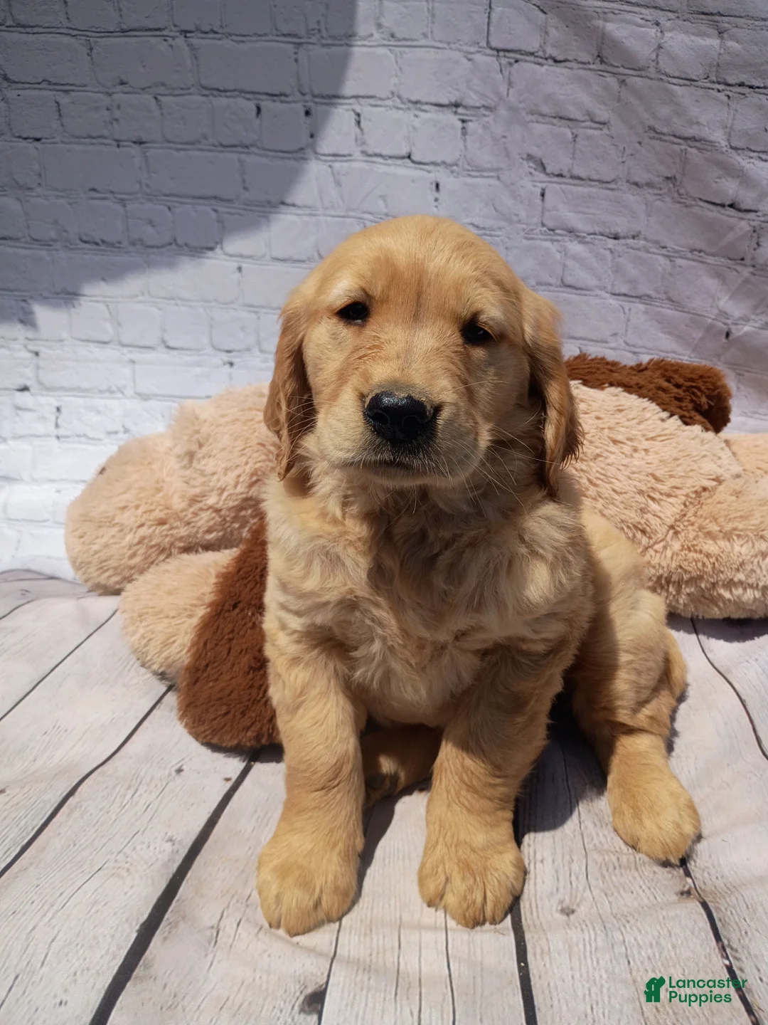 Golden Retriever dogs for sale: Lola - Ad 1
